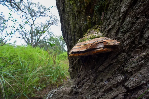 Orange Fungus Trunk Tree Pampa Province Patagonia Argentina — Stock Photo, Image