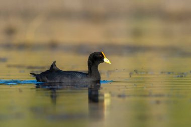 White winged coot, diving to look for food, La Pampa province, Patagonia,  Argentina.