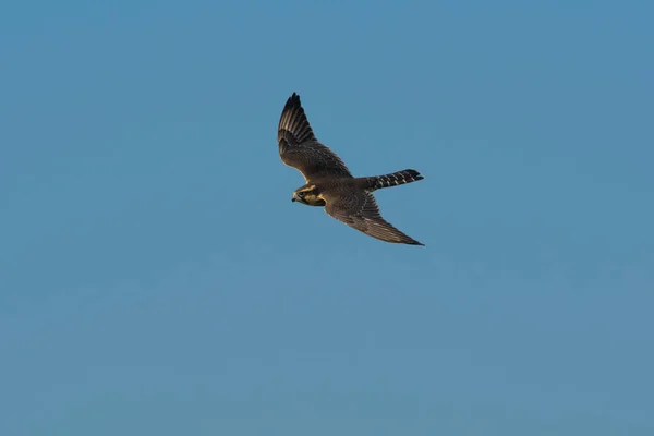 Aplomado Falcon Falco Femoralis Pampa Patagonia Argentina — Foto de Stock