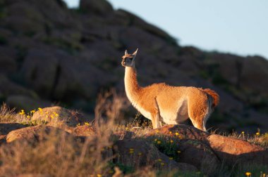 Guanacos Lihue Calel Ulusal Parkı, La Pampa, Patagonya, Arjantin.