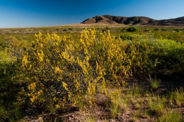 Creosote çalılığı, Lihue Calel Ulusal Parkı, La Pampa, Arjantin