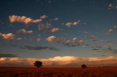 Pampas ağacı manzarası, La Pampa ili, Patagonya, Arjantin.
