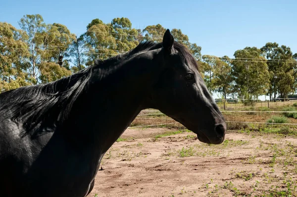 Cavallo Riproduttore Nero Ritratto Provincia Pampa Patagonia Argentina — Foto Stock
