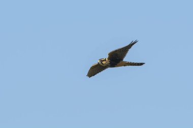 Aplomado Falcon, Falco femoralis, La Pampa, Patagonya, Arjantin
