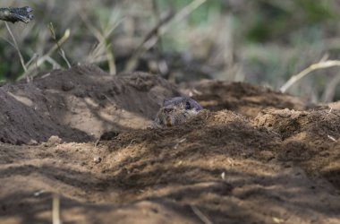 Azaras Tuco tuco, Ctenomys azarae, La Pampa Eyaleti, Patagonya Arjantin. 
