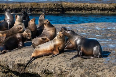 Deniz Aslanları kolonisi, Yarımada Valdes, Patagonya, Arjantin.