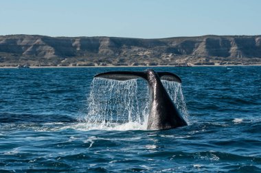 Sohutern sağ balina kuyruğu ıstakoz kuyruğu, nesli tükenmekte olan türler, Patagonya, Arjantin