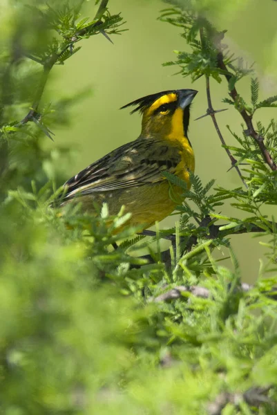 Yellow Cardinal Gubernatrix Cristata Endangered Species Pampa Argentina — Stock Photo, Image