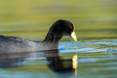 White winged coot, diving to look for food, La Pampa province, Patagonia,  Argentina.