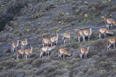 Guanacos sürü otlatma, Torres del Paine Ulusal Parkı, Patagonya, Şili.