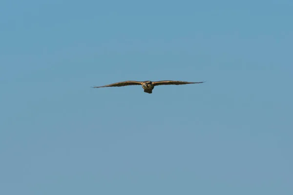 Aplomado Falcon Falco Femoralis Pampa Patagonie Argentine — Photo