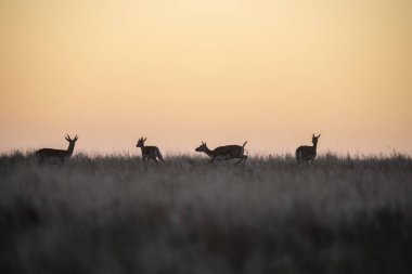 Pampas 'ta Blackbuck Antilobu, La Pampa bölgesi, Arjantin