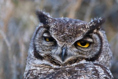Büyük Boynuzlu Baykuş, Bubo Virjinianus nacurutu, Yarımada Valdes, Patagonya, Arjantin.