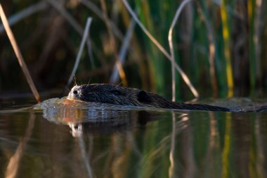 Coipo, Myocastor coypus, La Pampa Eyaleti, Patagonya, Arjantin.