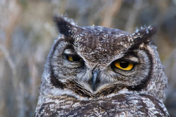 Great Horned Owl Bubo Virginianus Nacurutu Peninsula Valdes Patagonia Argentina — Stock Photo, Image