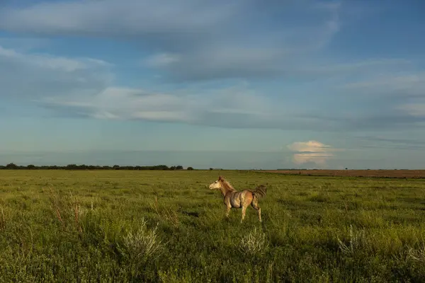 阿根廷巴塔哥尼亚 拉潘帕省 阿根廷边境边的马 — 图库照片