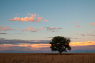 Pampas ağacı manzarası, La Pampa ili, Patagonya, Arjantin.