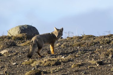 Patagonya Grey Fox, Pseudalopex Griseus, Torres del Paine Ulusal Parkı, Şili