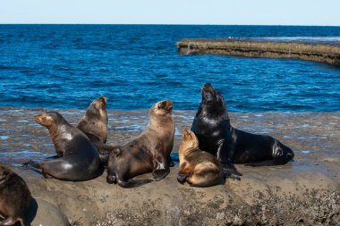Deniz Aslanları kolonisi, Yarımada Valdes, Patagonya, Arjantin.
