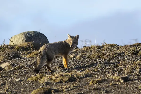 Patagonia Grey Fox Pseudalopex Griseus Národní Park Torres Del Paine — Stock fotografie