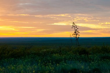 Amerikan aloe, Agave americana, La Pampa Eyaleti, Patagonya, Arjantin.