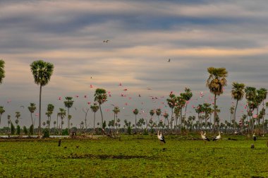 La Estrella Bataklığı 'ndaki palmiye manzaraları çeşitli kuş türleri, Formosa, Arjantin.
