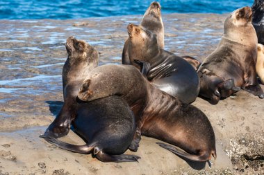 Güney Amerika deniz aslanı ,