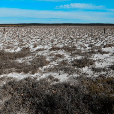 Yarı çöl çevresindeki tuzlu toprak, La Pampa ili, Patagonya, Arjantin.