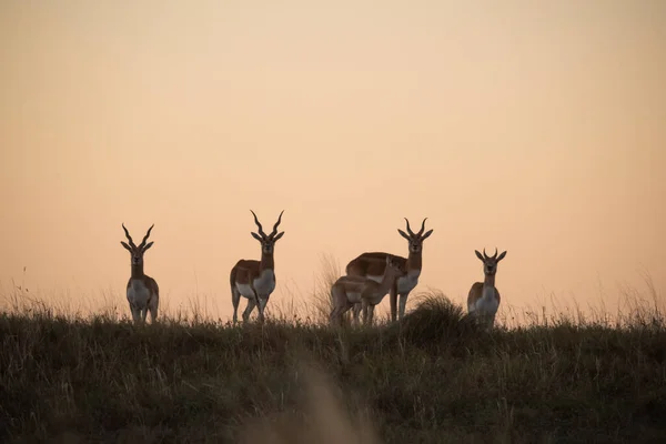 Blackbuck Antelope Pampas Plain Environment Pampa Province Argentina — Stock Photo, Image