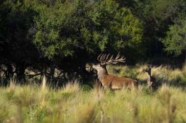 Kızıl geyik, La Pampa 'da kükreyen erkek, Arjantin, Parque Luro, Doğa Koruma Alanı