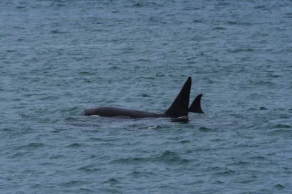 Killer Whale Orca Jacht Een Zeeleeuw Peninsula Valdes Patagonië Argentinië — Stockfoto