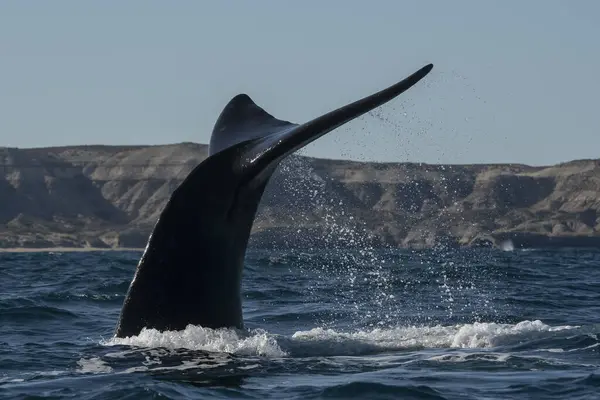 Sohutern Right Whale Tail Peninsula Valdes Chubut Patagonia Argentina — 图库照片