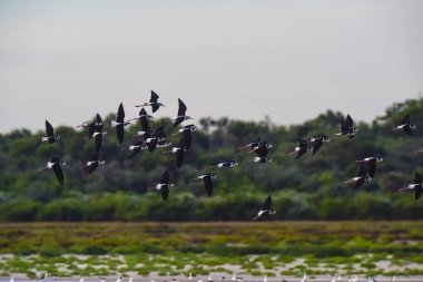 Güney Stilt, Himantopus melanurus, Ansenuza Ulusal Parkı, Cordoba Eyaleti, Arjantin