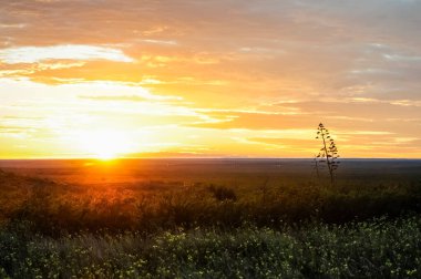 Amerikan aloe, Agave americana, La Pampa Eyaleti, Patagonya, Arjantin.