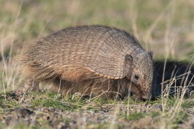 Kıllı Armadillo, çayırlık alanda, Yarımada Valdes, Patagonya, Arjantin