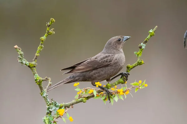 Bay Winged Cowbird Nesting Calden Forest Environment Pampa Province Patagonia — Stock Photo, Image