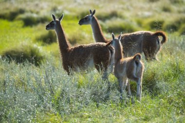 Pampas çayırlarında Guanacos, La Pampa ili, Patagonya, Arjantin.