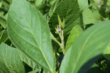 Soya fasulyesi tarlası, Buenos Aires Eyaleti kırsalında, Arjantin.