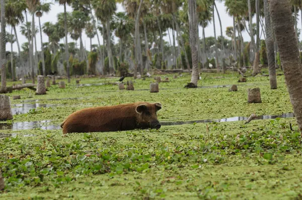 Pig Palms Landscape Estrella Marsh Formosa Province Argentina — Stock Photo, Image