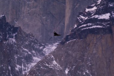 And Akbabaları uçuyor, Torres del Paine Ulusal Parkı, Patagonya, Şili.