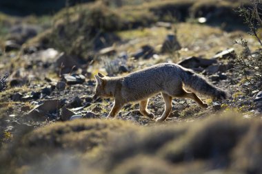 Patagonya Grey Fox, Pseudalopex Griseus, Torres del Paine Ulusal Parkı, Şili