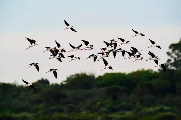 stock image Southern Stilt, Himantopus melanurus in flight, Ansenuza National Park, Cordoba Province, Argentina