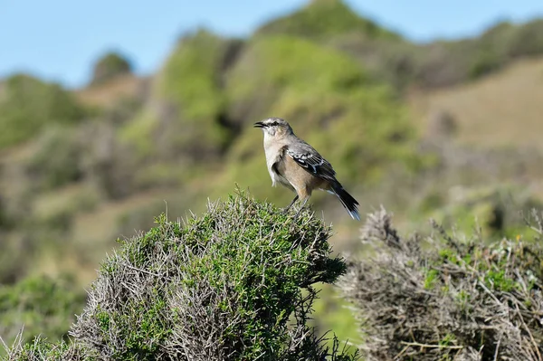 Mokingbird Faixa Branca Ambiente Floresta Calden Floresta Patagônia Argentina — Fotografia de Stock