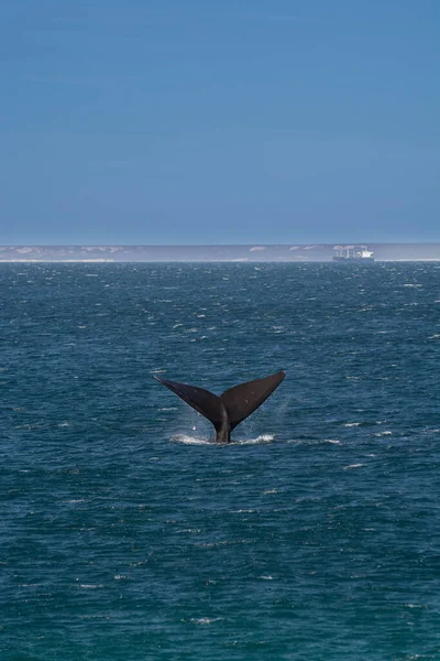 Sohutern Right Whale Tail Peninsula Valdes Chubut Patagonia Argentina — Stock Photo, Image