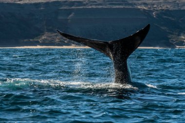 Sohutern sağ balina kuyruğu ıstakoz kuyruğu, nesli tükenmekte olan türler, Patagonya, Arjantin