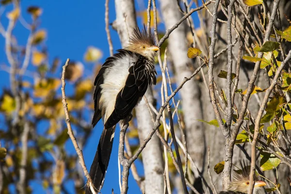 Guira Cuckoo Otoczeniu Lasu Calden Pampa Patagonia Argentyna — Zdjęcie stockowe