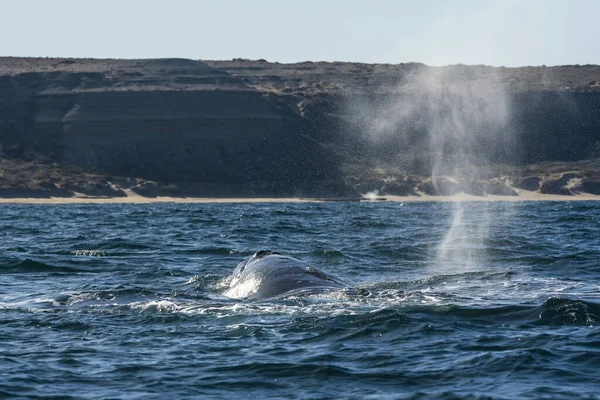Coda Balena Franca Sohutern Lobtailing Specie Minacciate Patagonia Argentina — Foto Stock