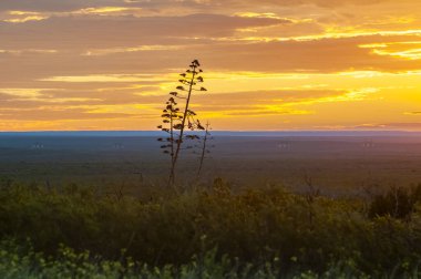 Amerikan aloe, Agave americana, La Pampa Eyaleti, Patagonya, Arjantin.
