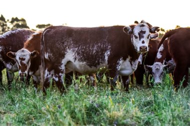 Pampas Kırsalındaki sığır sürüsü, Arjantin et üretimi, La Pampa, Arjantin.