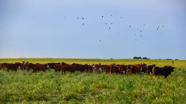 Cattle Herd Pampas Countryside Argentine Meat Production Pampa Argentina — Stock Photo, Image